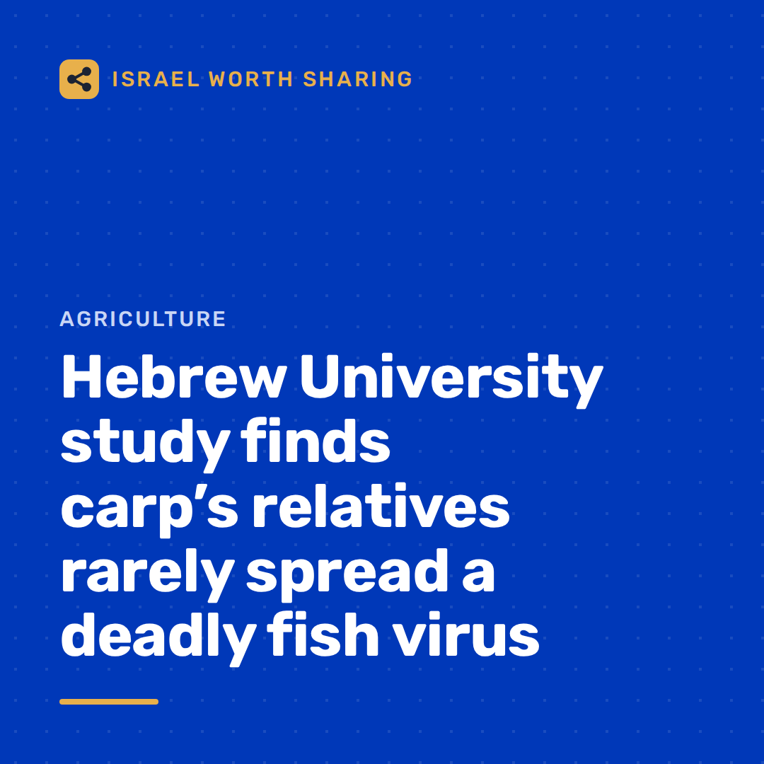 Hebrew University study finds carp’s relatives rarely spread a deadly fish virus