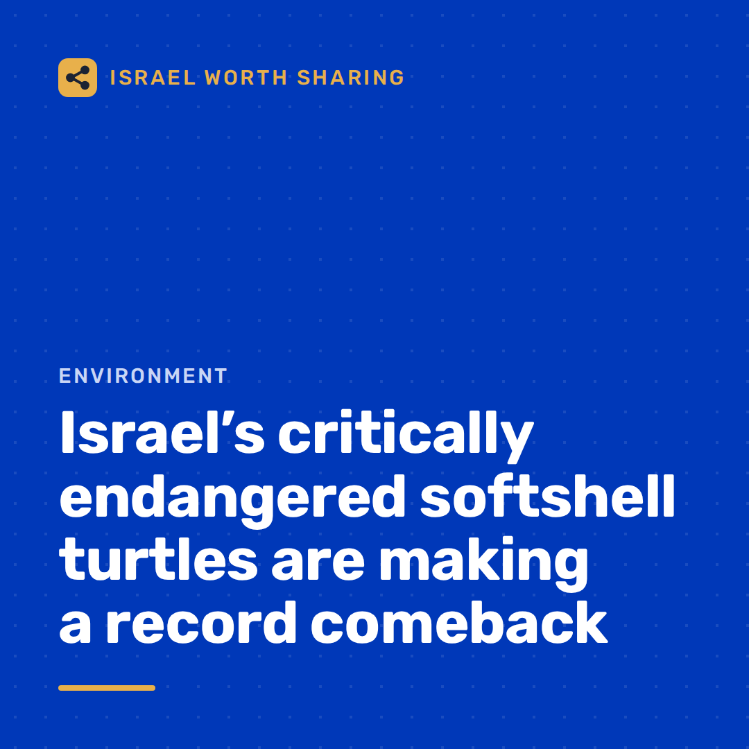 Israel’s critically endangered softshell turtles are making a record comeback