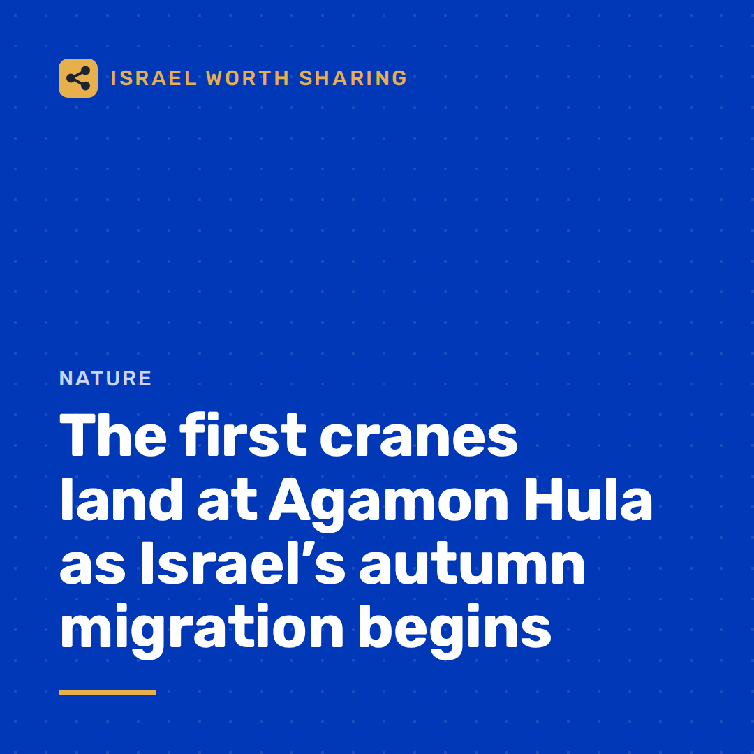 The first cranes land at Agamon Hula as Israel’s autumn migration begins