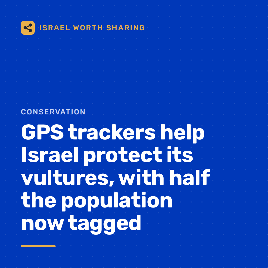 GPS trackers help Israel protect its vultures, with half the population now tagged