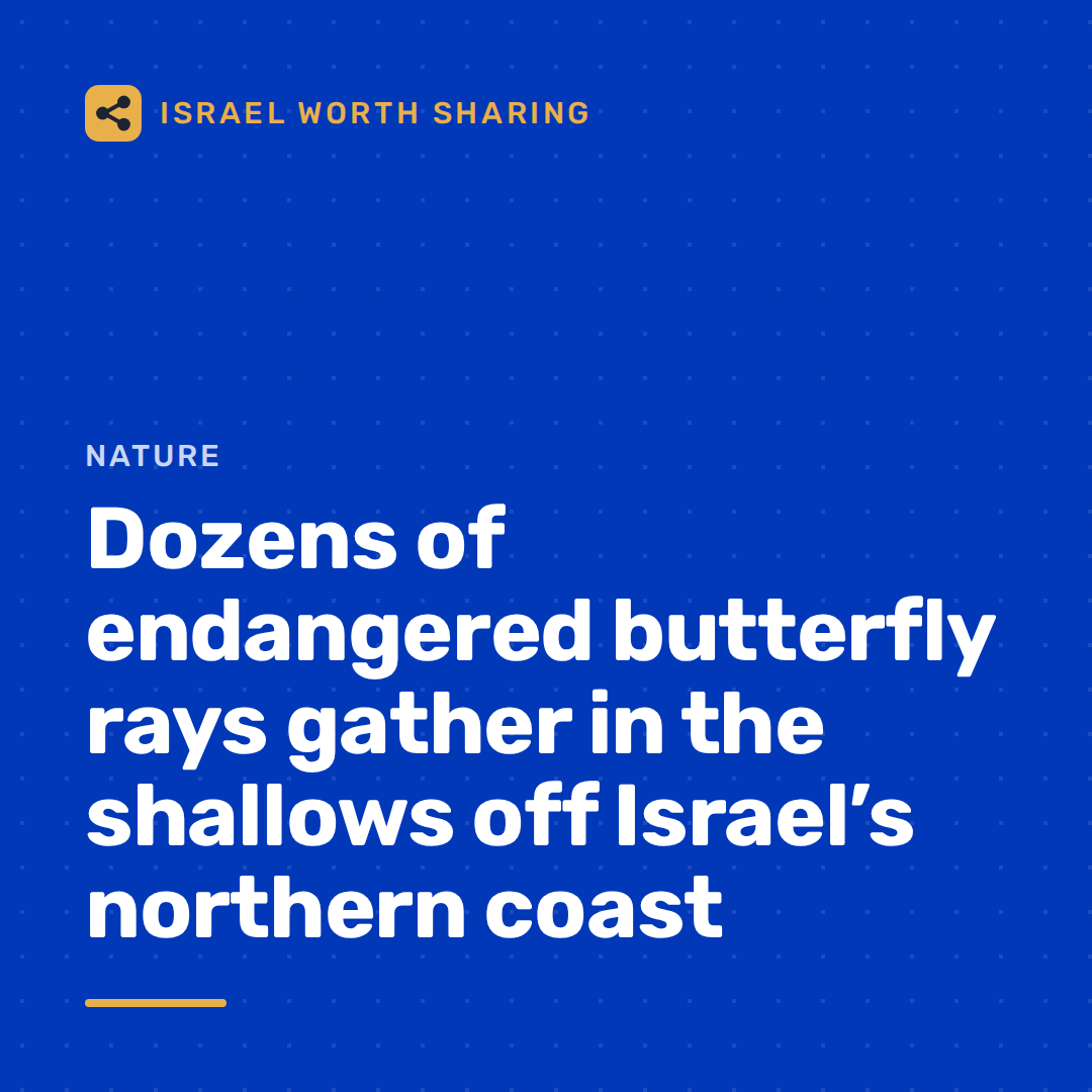 Dozens of endangered butterfly rays gather in the shallows off Israel’s northern coast