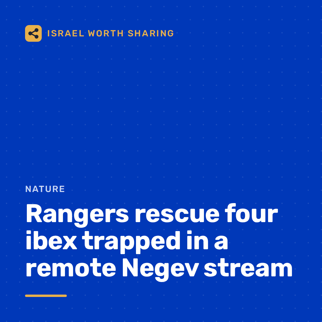 Rangers rescue four ibex trapped in a remote Negev stream